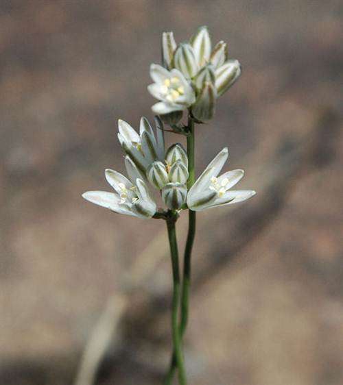 Ornithogalum Juncifolium - 20 Seeds - Indigenous Bulbous Plant - International Shipping