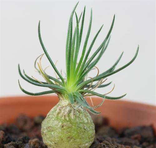 Ornithogalum Sardienii Seeds - Indigenous Bulbous Plant - Massive Range