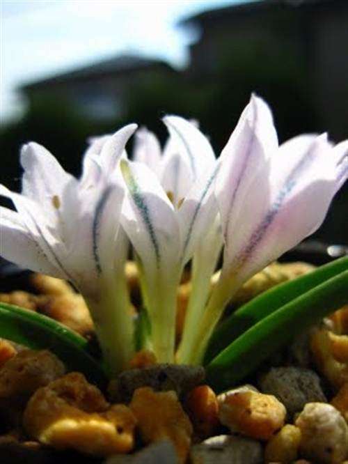 Polyxena Longituba Seeds - Indigenous Bulbous Plant - Massive Range