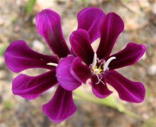 Sparaxis Grandiflora Grandiflora - 5 Seeds - Indigenous South African Bulb - Global Shipping