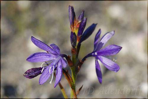 Thereianthus Bracteolatus - 10 Seeds - Indigenous South African Bulb - Stunning