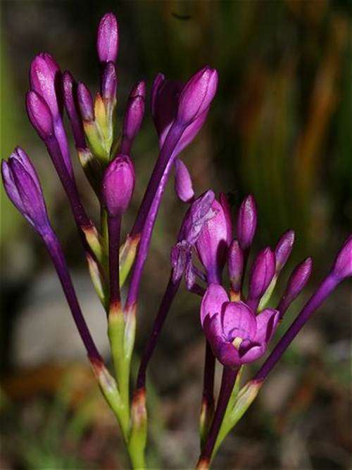 Thereianthus Minutus Seeds - Indigenous South African Bulb - International Shipping