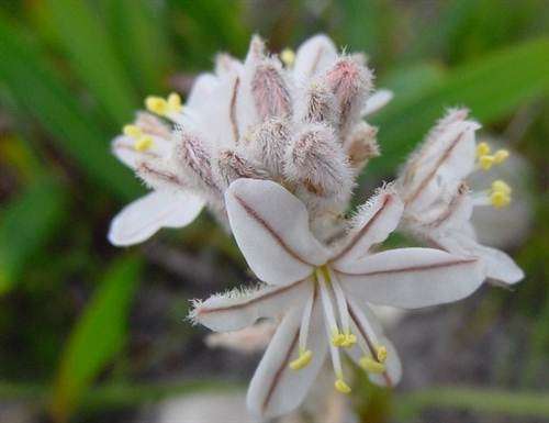 Trachyandra Hirsutiflora Seeds - Indigenous Bulbous Plant - International Shipping
