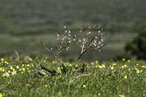 Trachyandra Muricata - 20 Seeds - Indigenous South African Bulb - Stunning