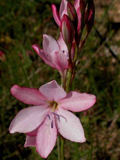 Tritonia Bakeri Seeds - Indigenous Bulbous Plant - International Shipping