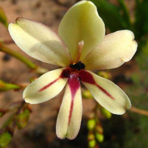 Tritonia Crispa Seeds - Indigenous Bulbous Plant - Stunning