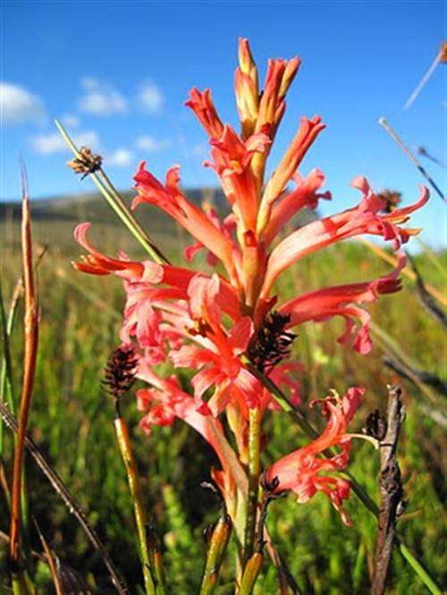 Tritoniopsis Antholyza Seeds - "Bergpypie" Indigenous Bulb - Global Shipping
