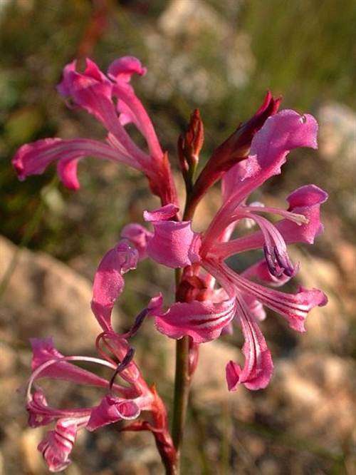 Tritoniopsis Lata Seeds - Indigenous South African Bulb - Worldwide Shipping