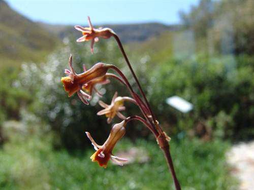 Tulbaghia Alliacea - 5 Seeds - Indigenous South African Bulb - Massive Range