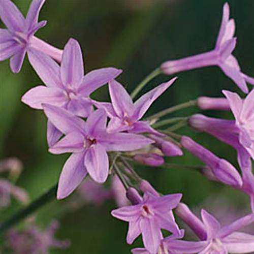 Tulbaghia Violacea - 5 Seeds - Indigenous Bulbous Plant - Global Shipping