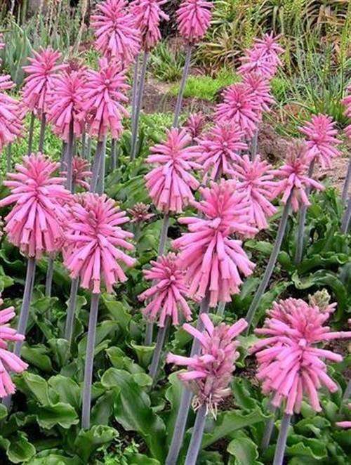Veltheimia Capensis - 5 Seeds - Indigenous South African Bulb - Worldwide Shipping