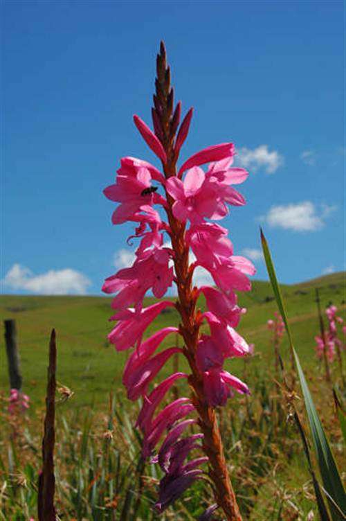 Watsonia Confusa Seeds - Indigenous South African Bulb - International Shipping