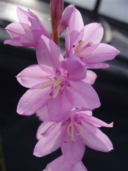 Watsonia Marginata Seeds - Indigenous Bulbous Plant - International Shipping