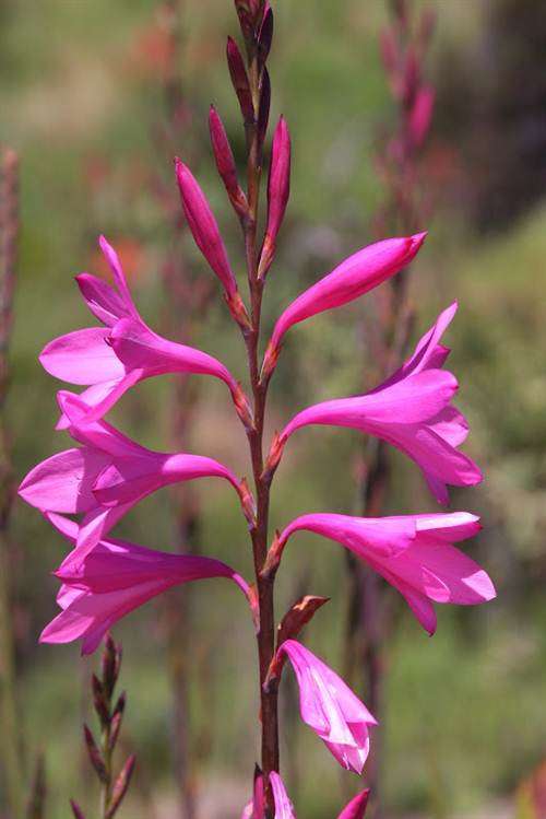 Watsonia Pauciflora - 5 Seeds - Indigenous Bulbous Plant - Worldwide Shipping