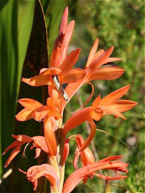 Watsonia Spectabilis Seeds - Indigenous South African Bulb - Stunning