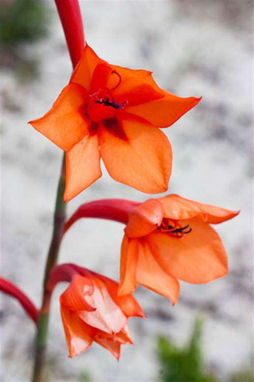 Watsonia Stenosiphon Seeds - Indigenous Bulbous Plant - Massive Range