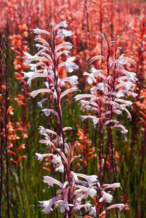 Watsonia Stokoei Seeds - Indigenous Bulbous Plant - International Shipping