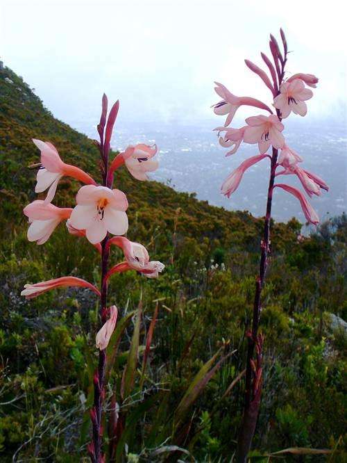 Watsonia Tabularis - 5 Seeds - Indigenous Bulbous Plant - Worldwide Shipping