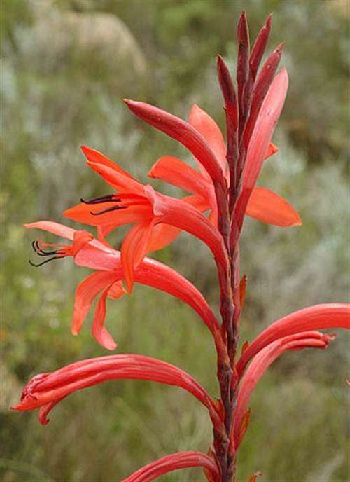 Watsonia Vanderspuyiae Seeds - Indigenous Bulbous Plant - Massive Range