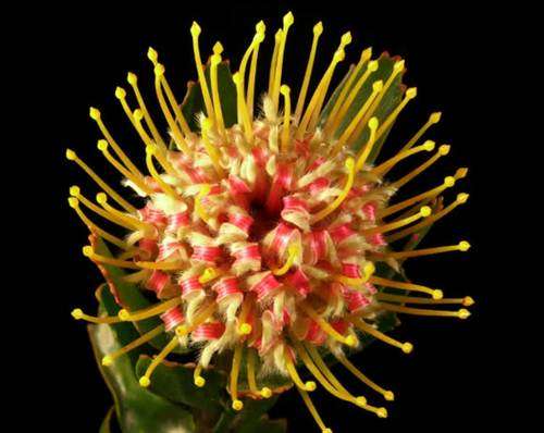 Leucospermum Cuneiforme Seeds - Pincushion Protea - Worldwide Shipping