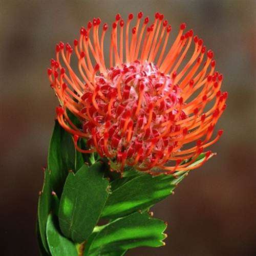 Leucospermum Glabrum  Seeds - Pincushion Protea - International Shipping