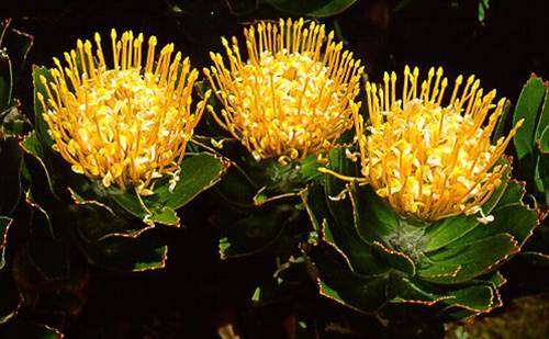 Leucospermum Grandiflorum - 5 Seeds - Pincushion Protea - Stunning