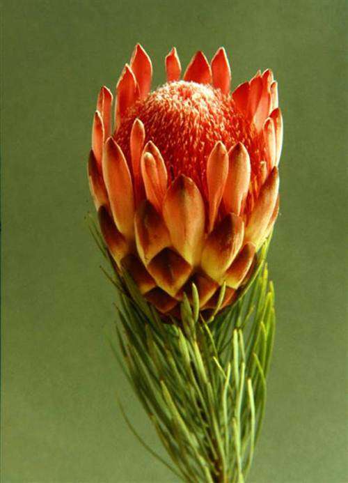 Protea Aristata Seeds - Protea Flower Shrub - Massive Range