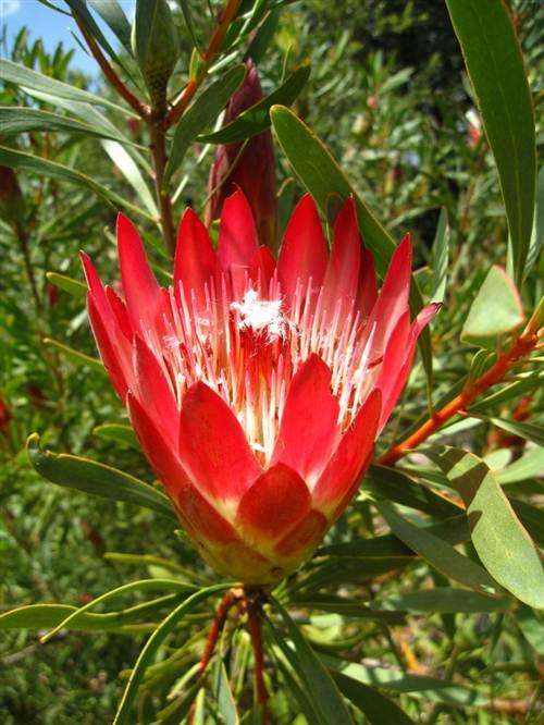 Protea Repens Seeds - "Sugarbush" Protea Flower Shrub - International Shipping