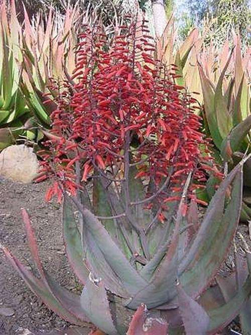 Aloe Chabaudii Seeds - Indigenous South African Succulent - Global Shipping