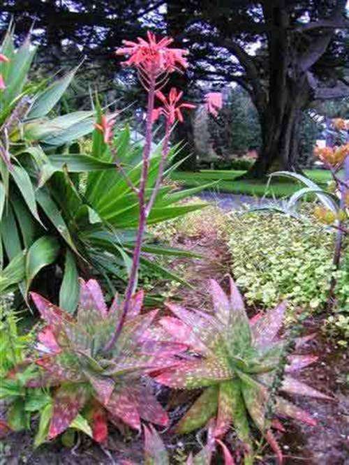 Aloe Maculata - 10 Seeds - "Soap Aloe" Succulent - International Shipping