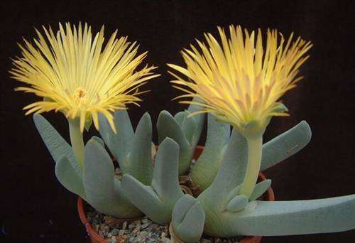 Cheiridopsis Candidissima - 5 Seeds - Indigenous South African Succulent - Worldwide Shipping