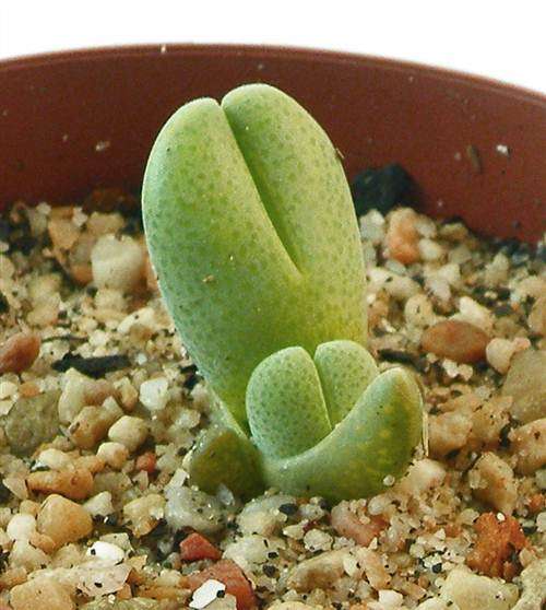 Cheiridopsis Glomerata - 10 Seeds - Indigenous South African Succulent - Massive Range