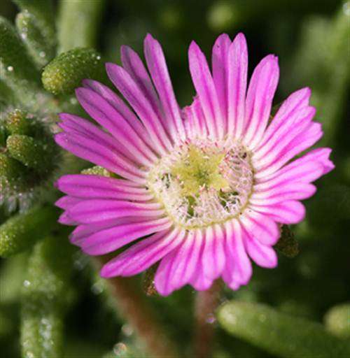 Drosanthemum Striatum - 20 Seeds - Indigenous South African Succulent - Global Shipping