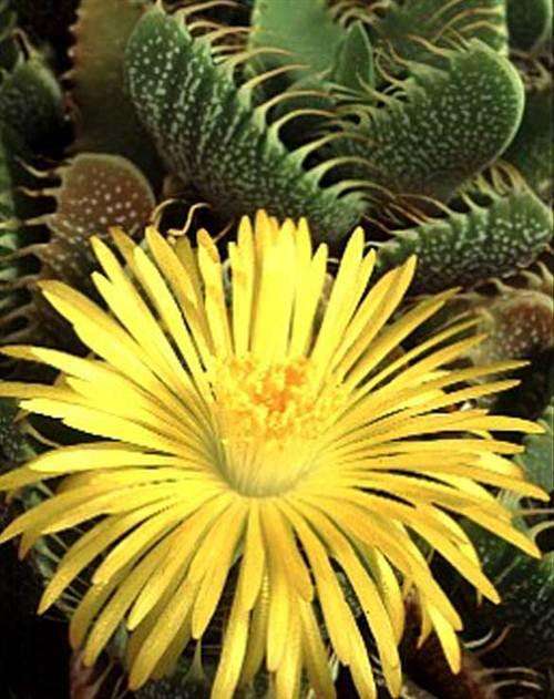 Faucaria Felina - 5 Seeds - Indigenous Tigers Jaw Succulent - International Shipping