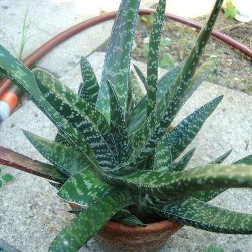 Gasteria Pulchra - 5 Seeds - Indigenous South African Succulent - Worldwide Shipping