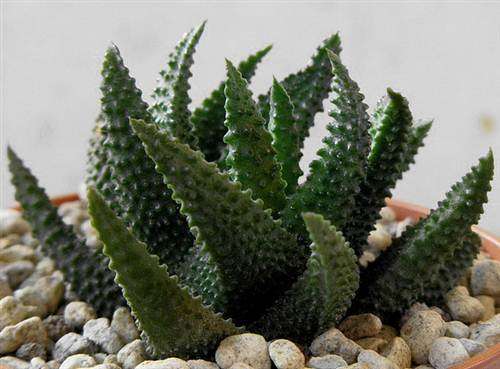 Haworthia Scabra Seeds - Indigenous South African Succulent - Massive Range