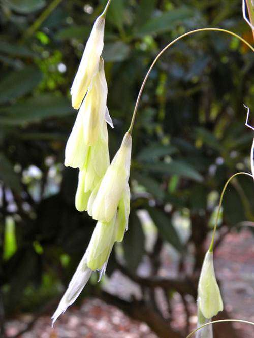 Dierama Pallidum - 5 Seeds - Indigenous Bulbous Plant - Fairy's Fishing Rods