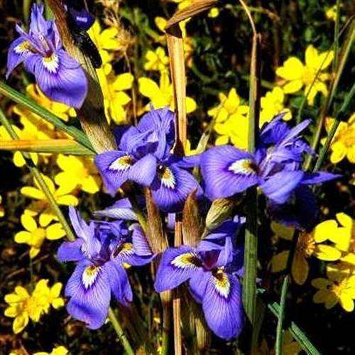 Morae Pritzeliana Seeds - Indigenous Bulbous Plant - Massive Range