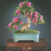 Premium Bonsai Package - 16 Species - 100 Fresh Seeds