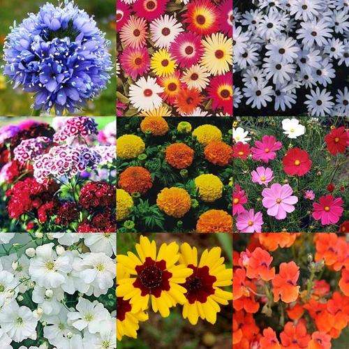 'Welcome to Summer' Flower Seeds - 10 Seed Packs - Over 3 000 Seeds - Summer Specials - PK2