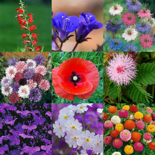 'Summer Expressions' Flower Seeds - 10 Seed Packs - Over 3 000 Seeds - Summer Specials - PK4