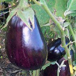 Black Beauty Eggplant - Solanum Melongena - 60 Seeds - Vegetable
