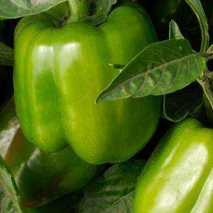 California Wonder Green Pepper - Capsicum Annuum - 40 Seeds - Sweet Bell Pepper Vegetable