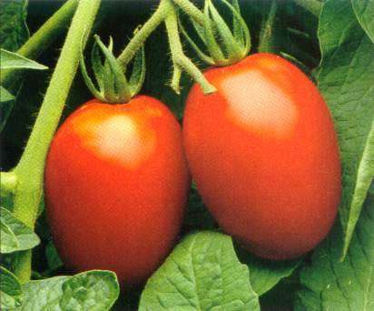 Roma Tomato - Lycopersicon Esculentum -  Seeds - Vegetable