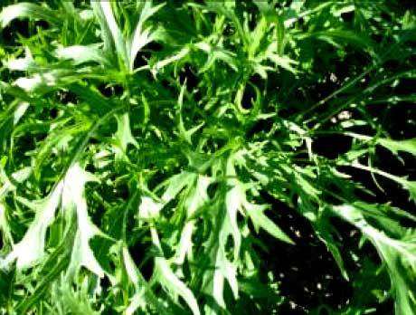 Mizuna Mustard - Brassica Rapa -  Seeds - Vegetable