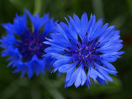 Blue Boy Bachelor Buttons / Cornflowers - Centaurea Cyanus -  Seeds - Annual Flower