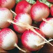 Sparkler Radish - Raphanus Sativus - 150 Seeds - Vegetable