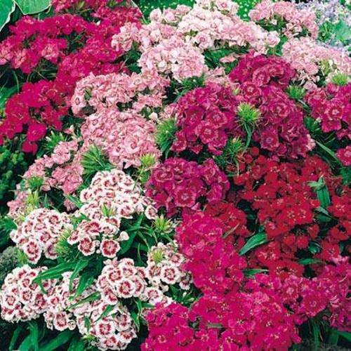 Sweet William - Dianthus Barbatus - 200 Seeds - Annual Flower