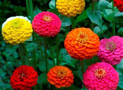 Zinnia Lilliput Mix - Zinnia Elegans -  Seeds - Annual Flower