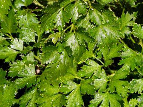 Flat Leaf Italian Parsley - Petroselinum Crispum - 150 Seeds - Culinary Herb